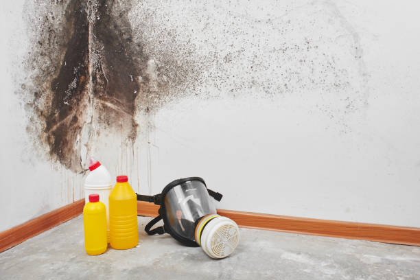 Best Black Mold Removal  in Grayson, CA