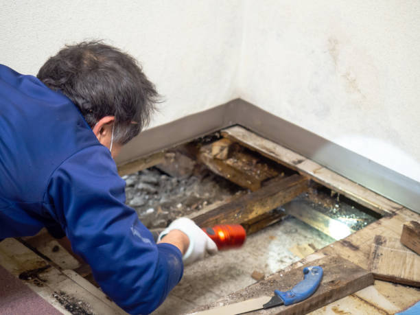 Trusted Grayson, CA Mold Removal Experts