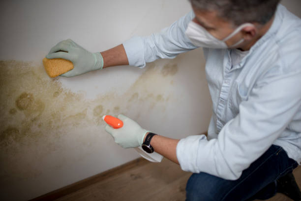 Best Fast Mold Removal  in Grayson, CA
