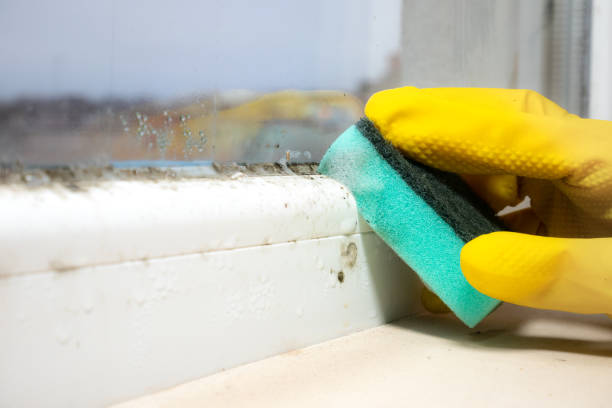 Best Fast Mold Removal  in Grayson, CA