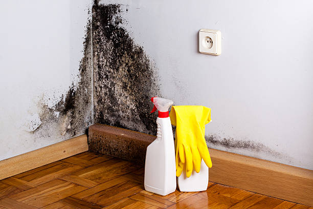 Home Mold Removal in Grayson, CA