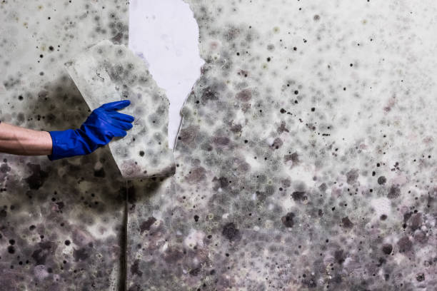 Home Mold Removal in Grayson, CA