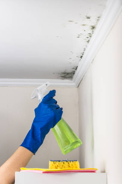 Best Black Mold Removal  in Grayson, CA