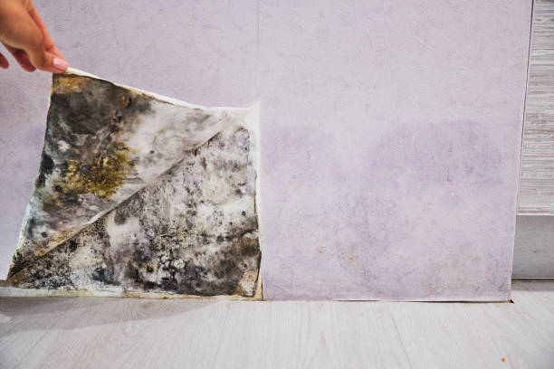  Grayson, CA Mold Removal Pros